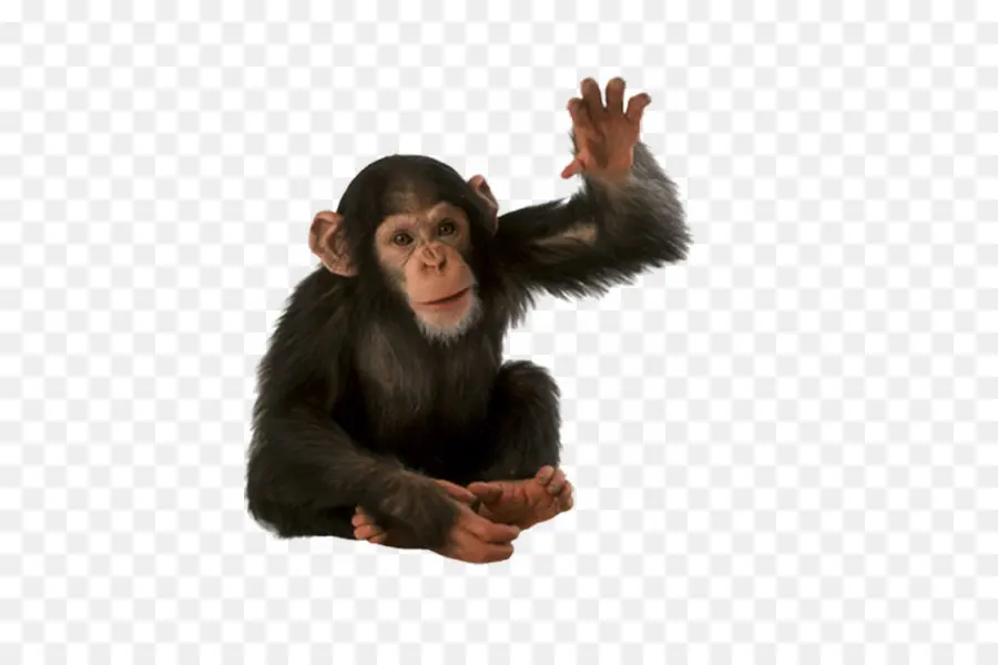 Comum Do Chimpanzé，Orangotango PNG