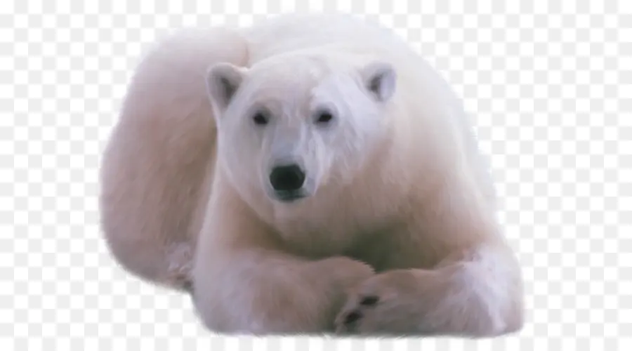 Polar Urso，Urso PNG