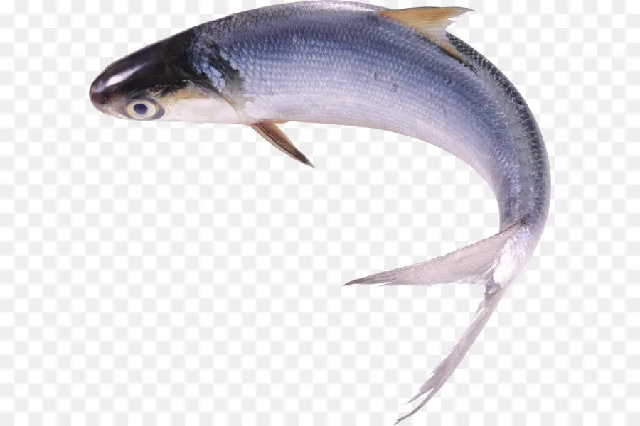 Peixe，Seca Peixe PNG