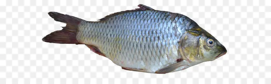 Peixe，Aquático PNG