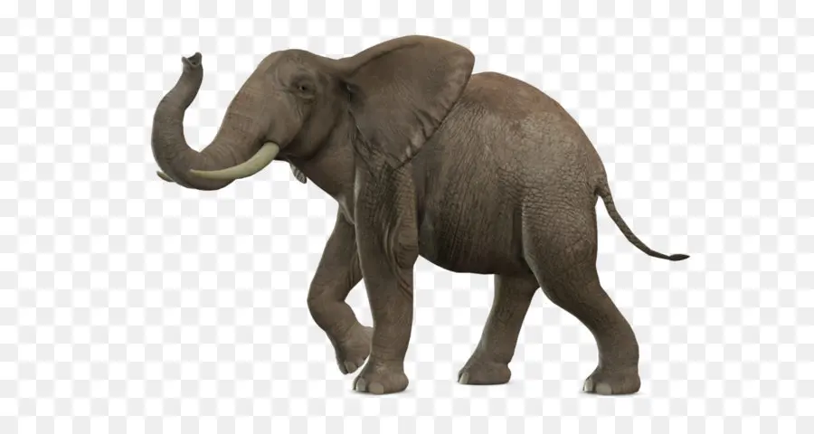Afro Bush Elefante，ásia Elefante PNG