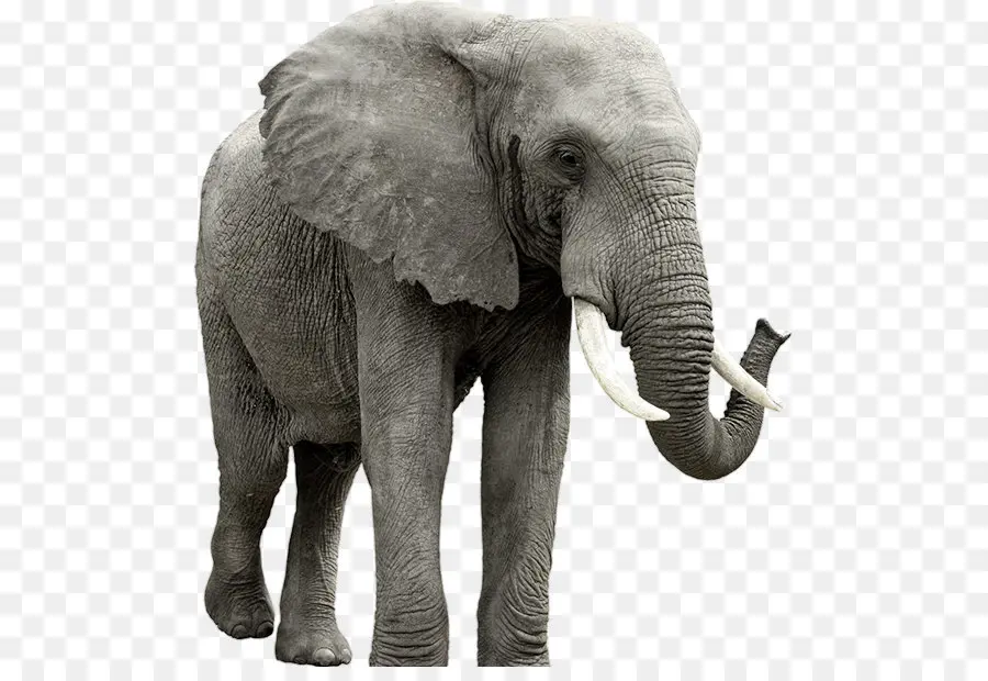 Afro Bush Elefante，Afro Floresta Elefante PNG