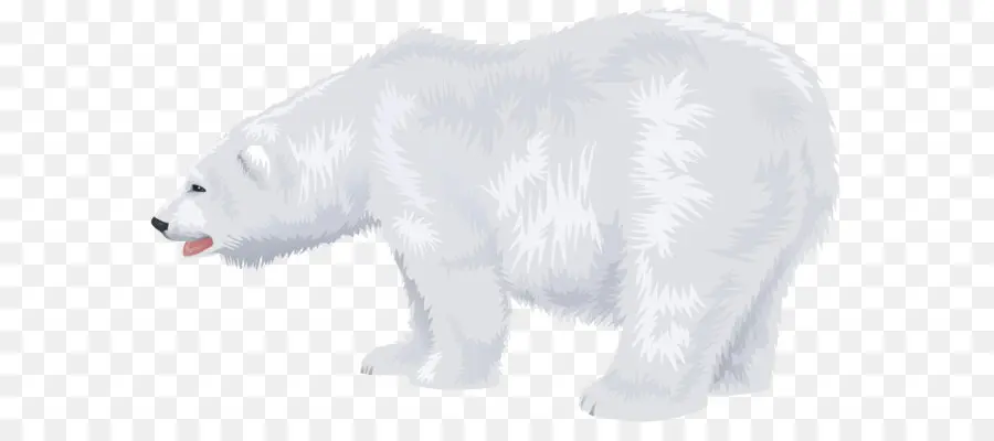 Polar Urso，Urso PNG