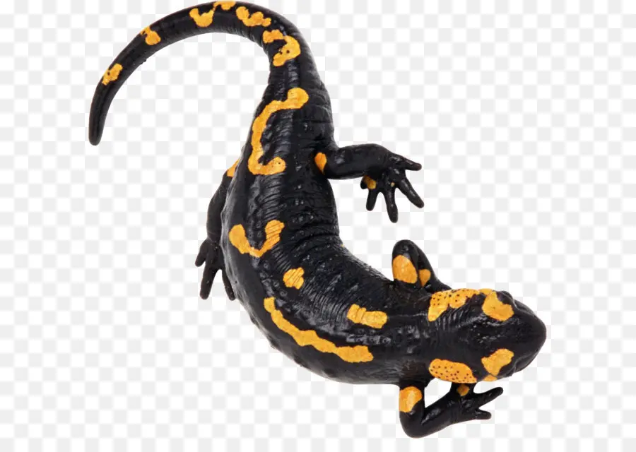 Salamandra，Preto PNG