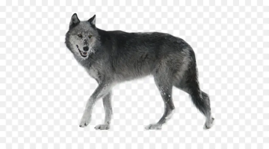 Cachorro，Lobo Caça PNG