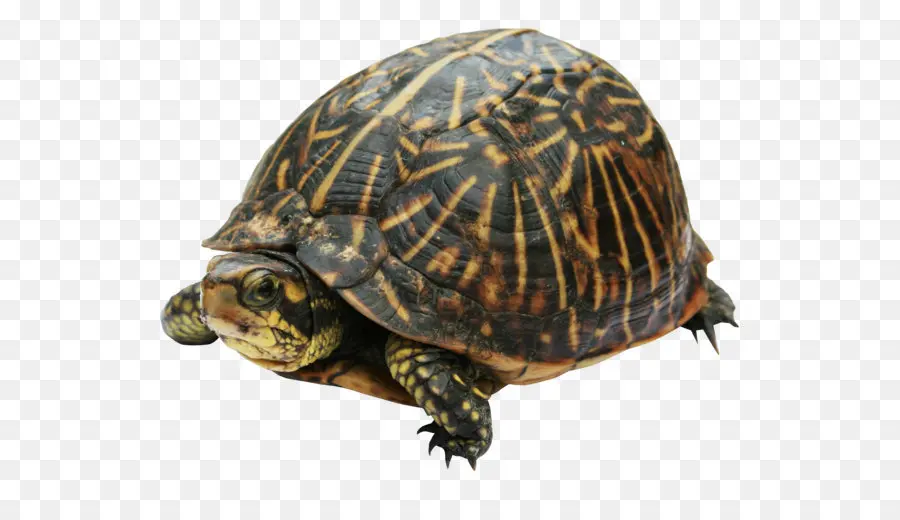 Turtle，Caixa Tartaruga PNG