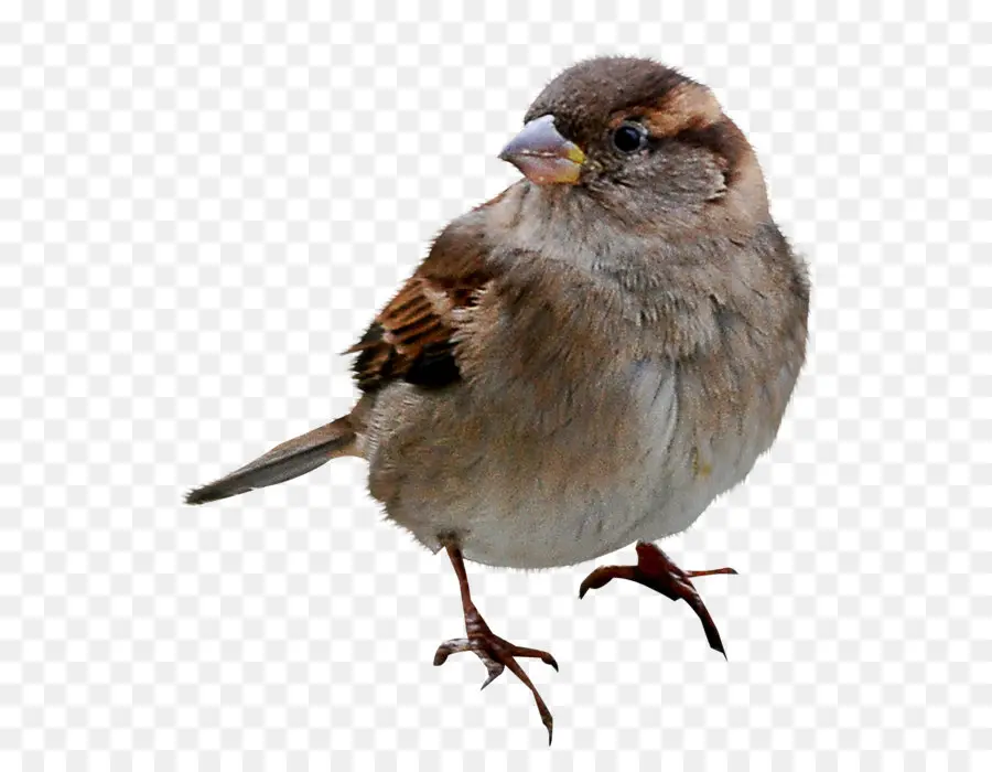 Pardal，Aves PNG