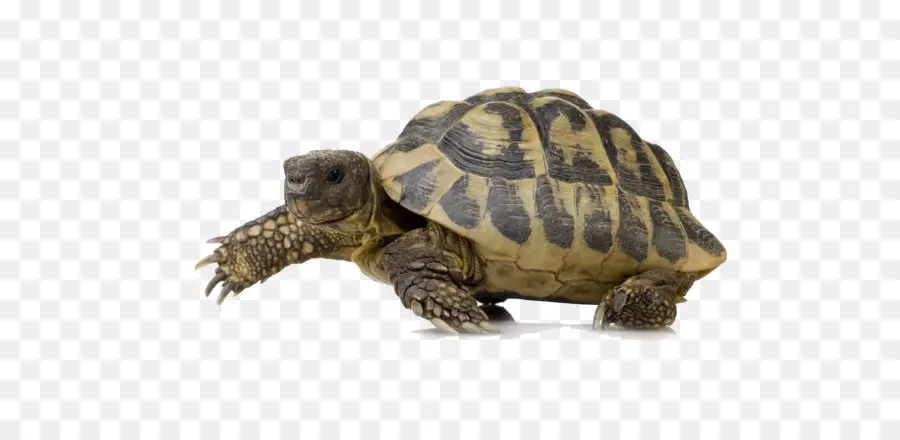Turtle，Comum Tirando Tartaruga PNG