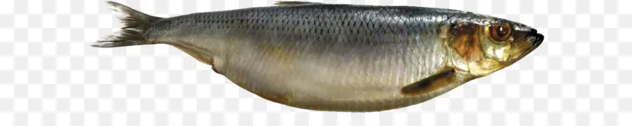 Peixe Prateado，Aquático PNG