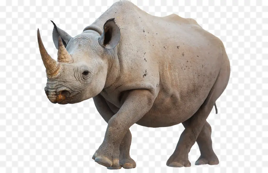 Lewa Vida Selvagem Conservação De，Rinoceronte PNG