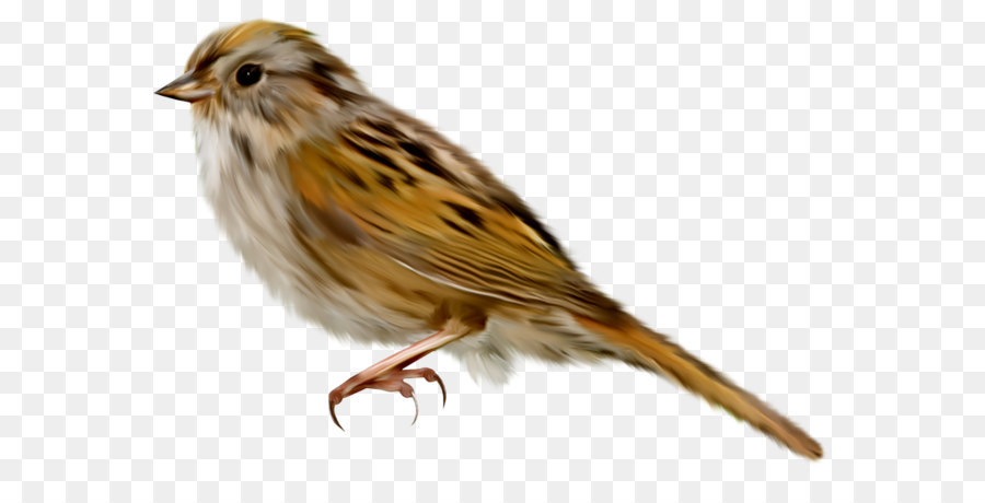 Casa Sparrow，Aves PNG
