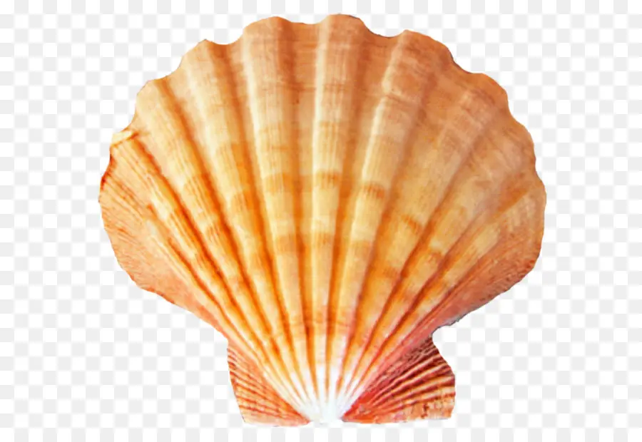 Seashell，Moluscos Shell PNG