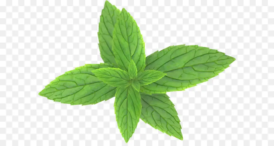 Hortelã Pimenta，Mentha Spicata PNG