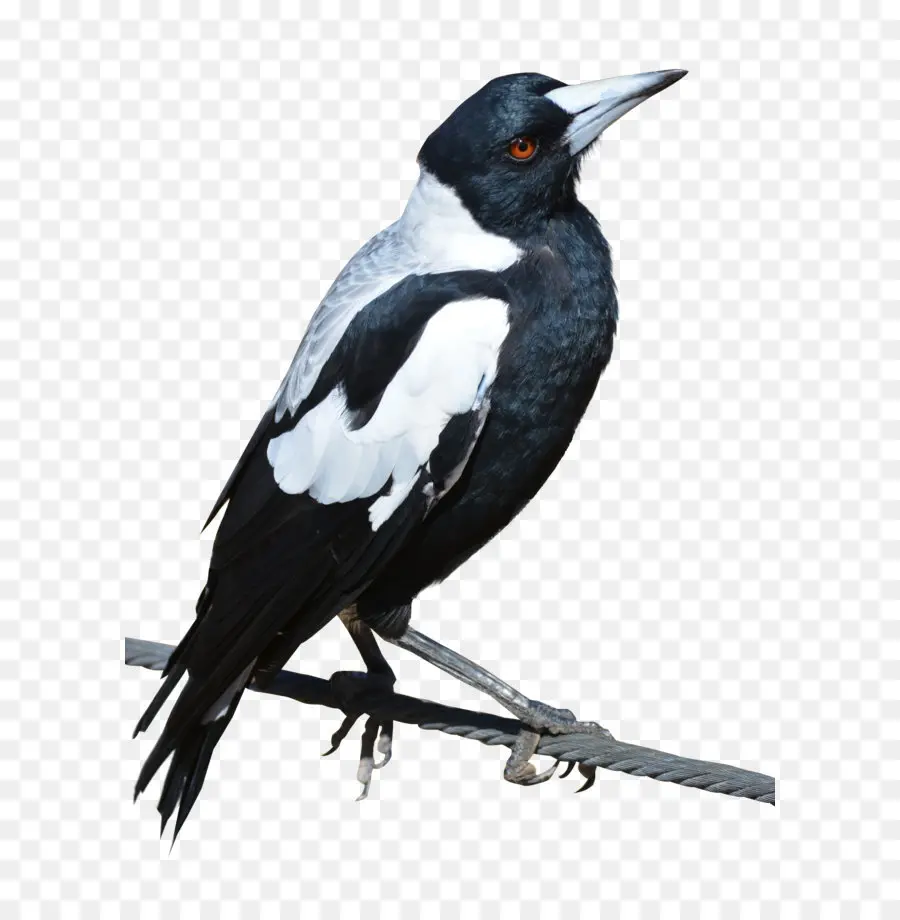 A Magpie，Aves PNG