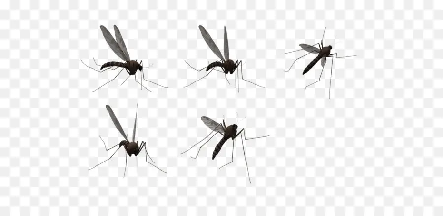 Mosquito，Voando Mosquitos PNG