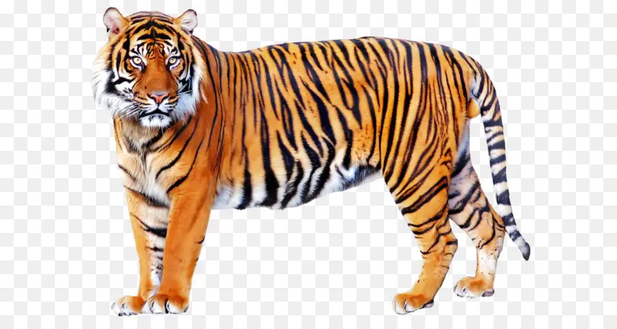 Leão，Siberian Tigre PNG