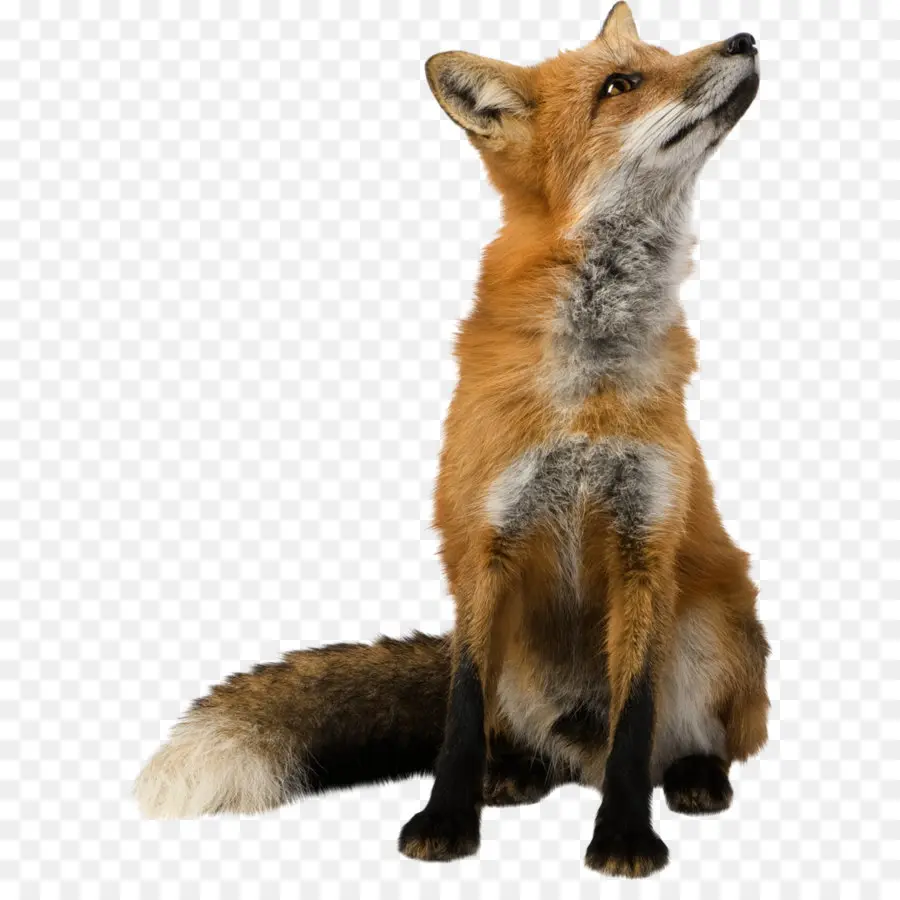 Raposa Vermelha，Feneco Fox PNG