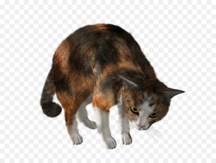 Gato Agachado，Bicho De Estimação PNG