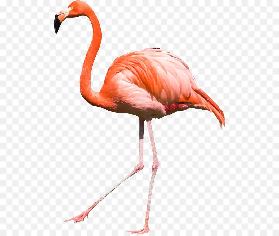 Flamingo，Pássaro PNG