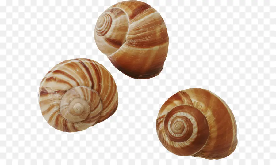 Seashell，Gastrópodes PNG