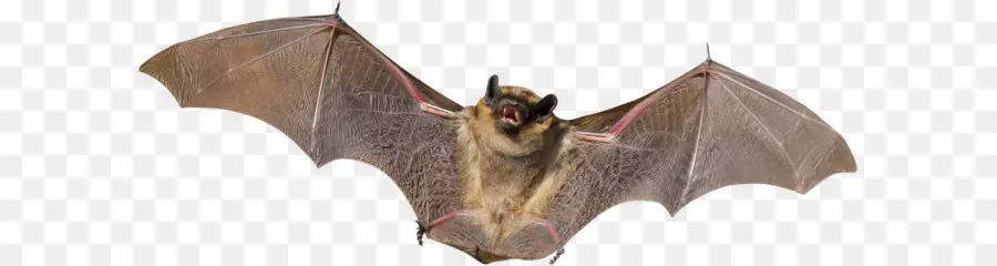 Bat，Guaxinim PNG