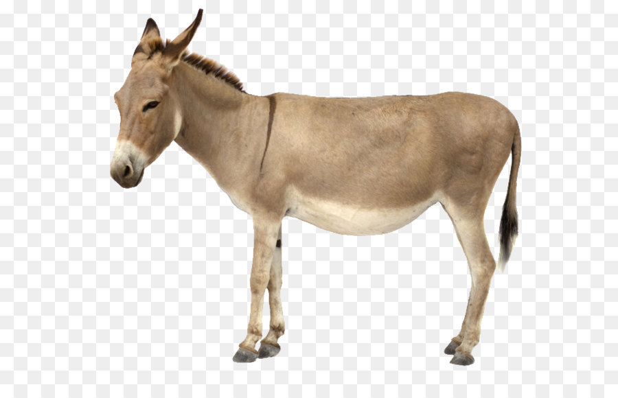 Imagens Burro PNG e Vetor, com Fundo Transparente Para Download Grátis