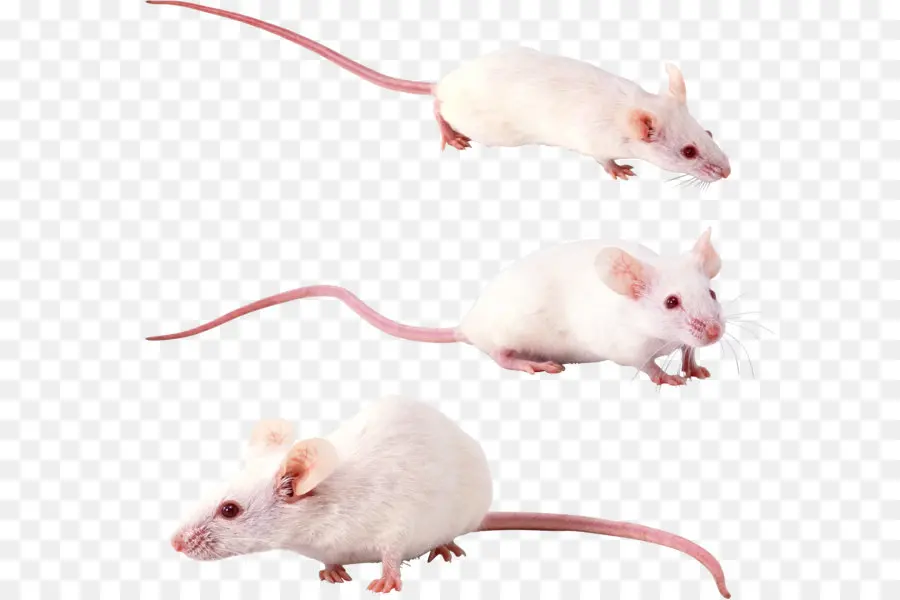 Ratos Brancos，Roedor PNG