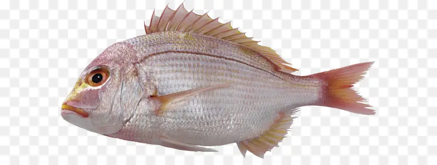 Peixe，Photoscape PNG