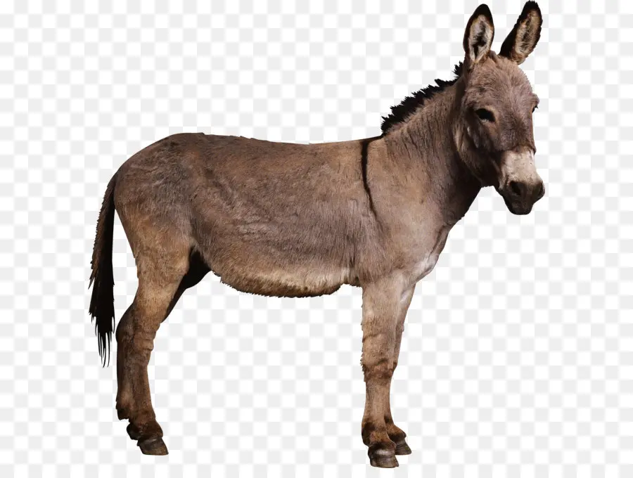 Burro，Mula PNG