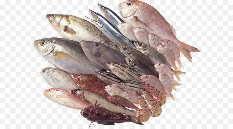 Frutos Do Mar，Peixe PNG