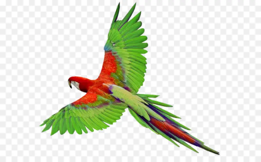 Papagaio，Aves PNG