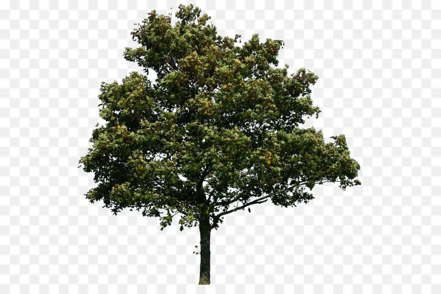 árvore，Computador ícones PNG