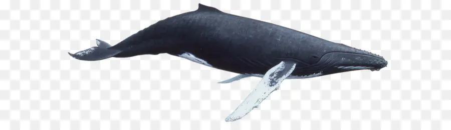 Baleia，Baleia Jubarte Baleia PNG