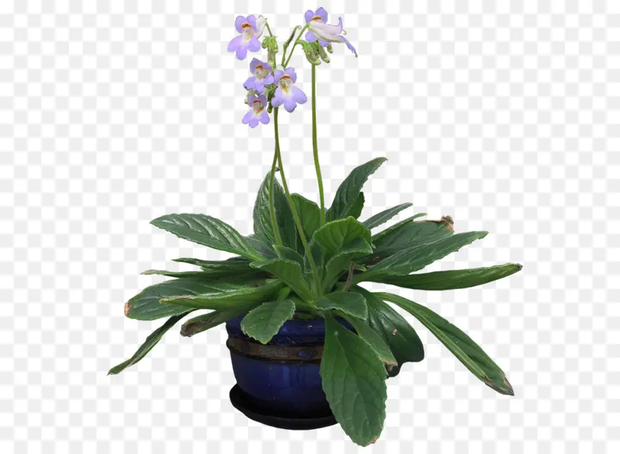 Orquídeas，Planta PNG