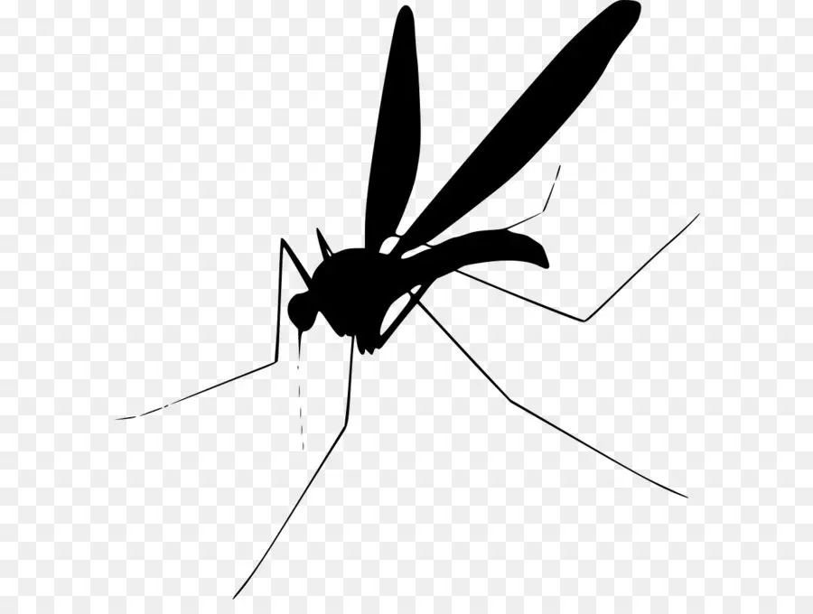 Mosquito，Computador ícones PNG