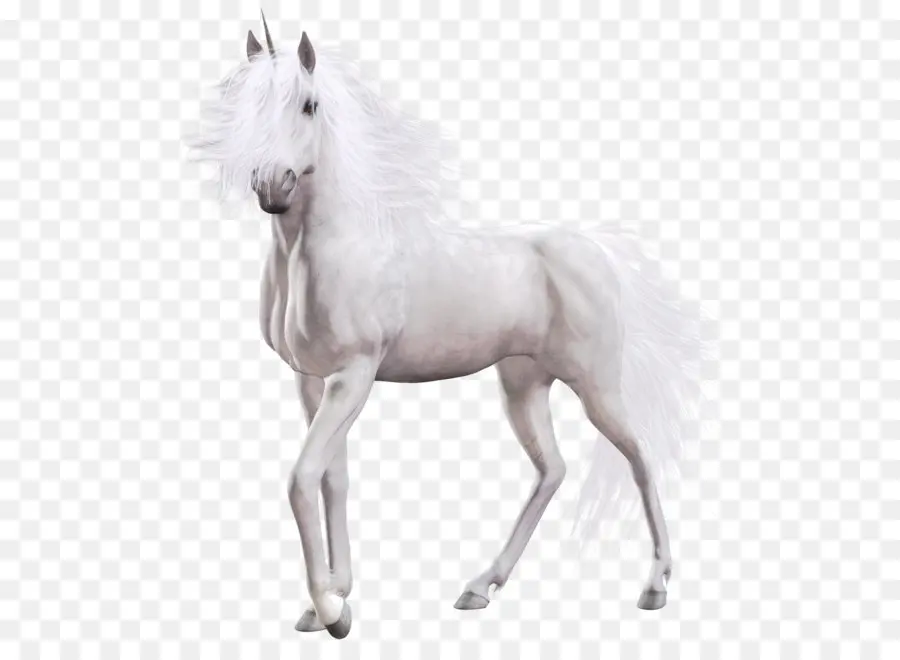 Cavalo，Branco Cavalo PNG