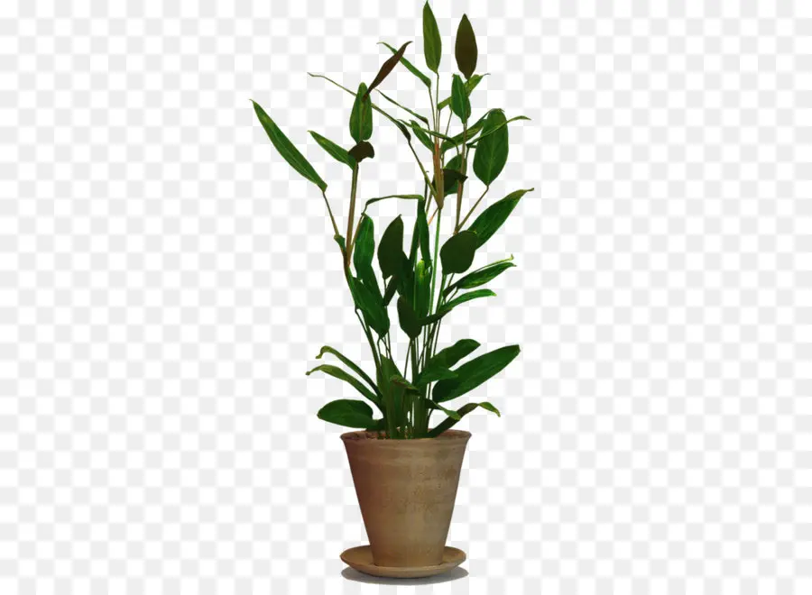 Planta De Casa，Planta PNG