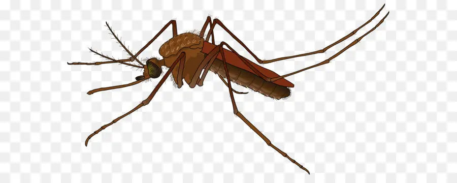 Mosquito，Marrom PNG