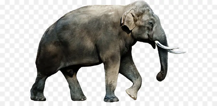 Afro Bush Elefante，ásia Elefante PNG