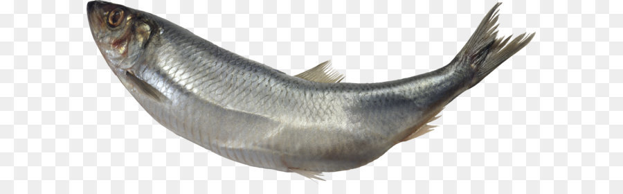 Peixe，Aquático PNG