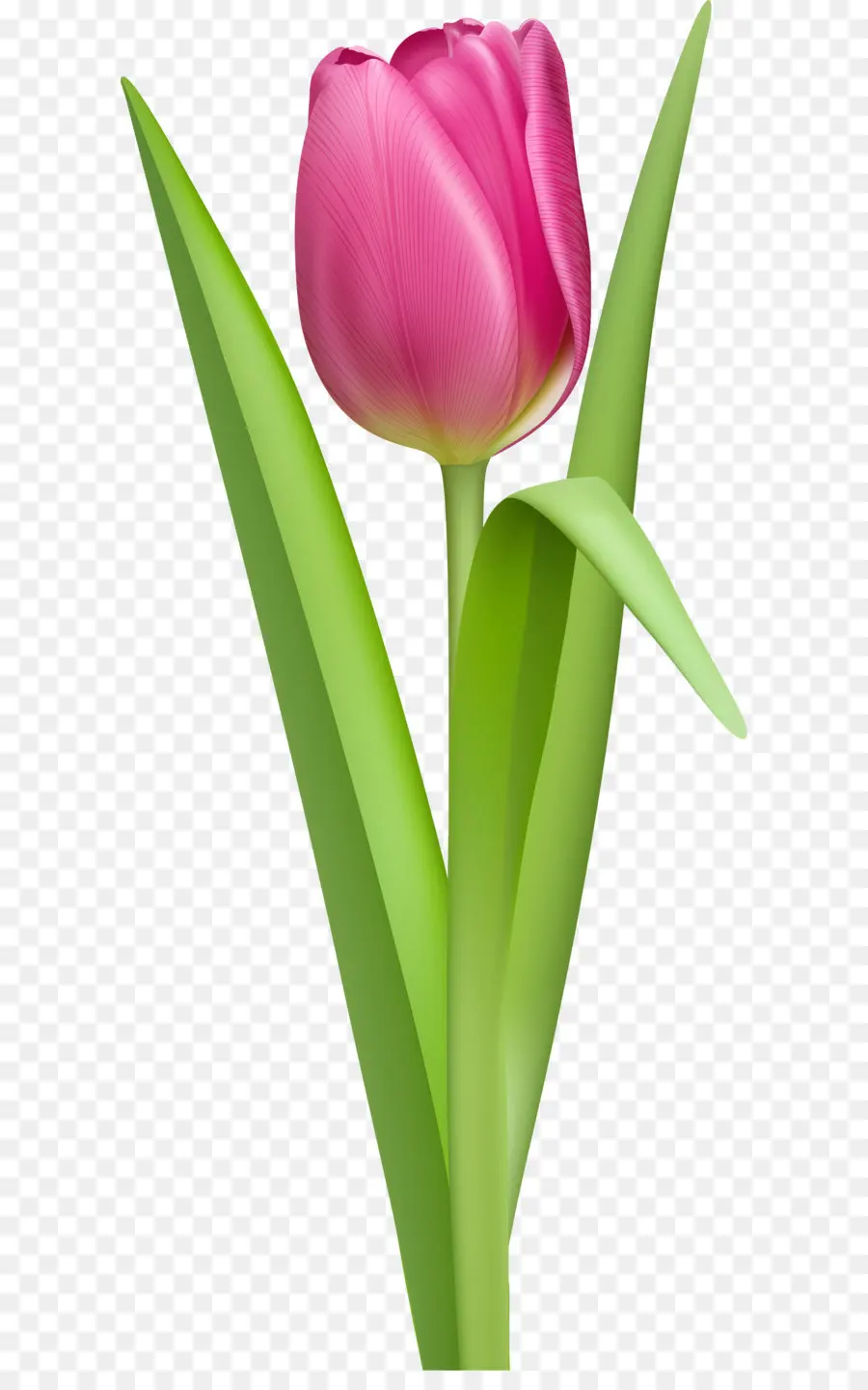 Tulipas Rosa，Ramalhete PNG