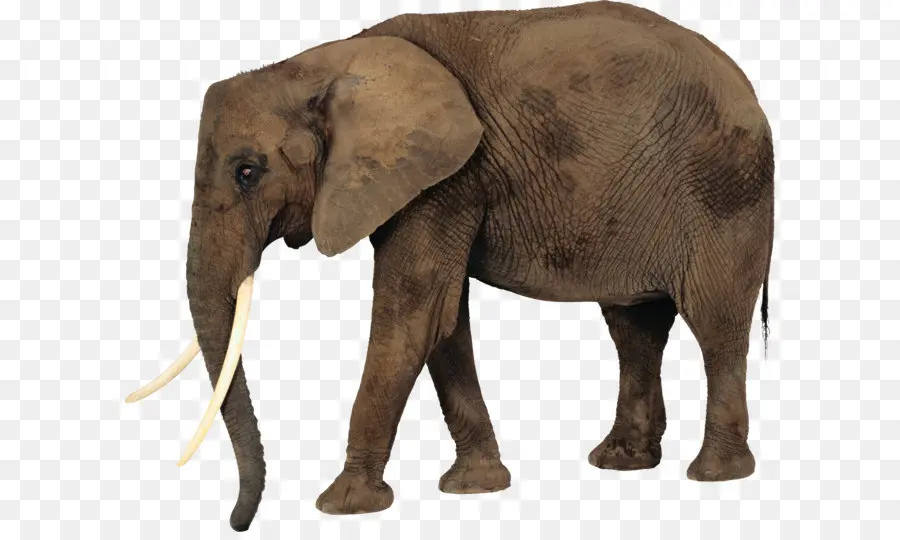 Afro Bush Elefante，ásia Elefante PNG