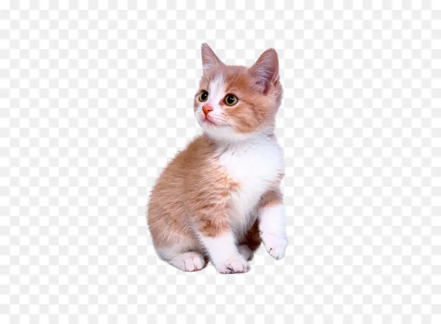 Gatinho Sentado，Gatinho PNG