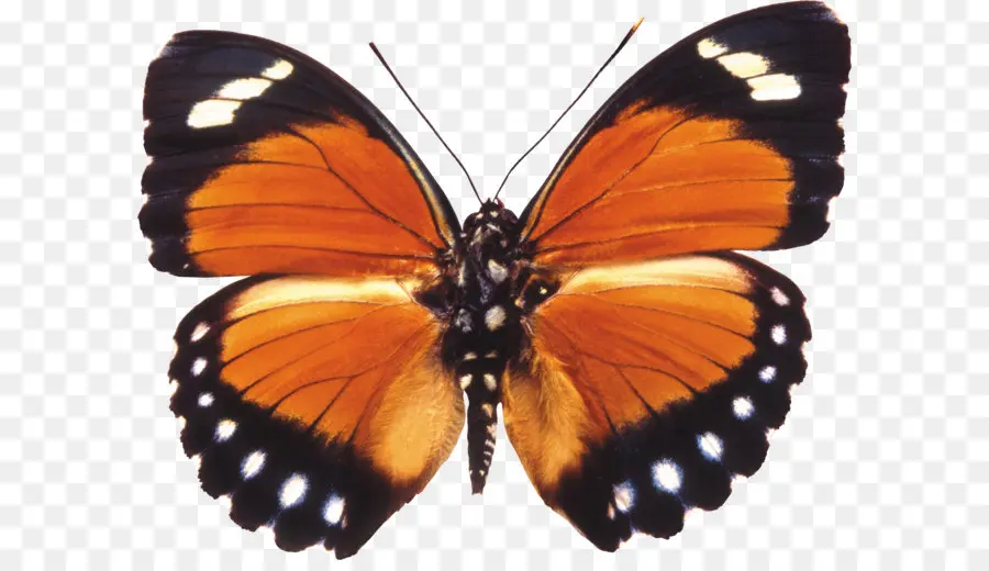 Borboleta Laranja，Asas PNG