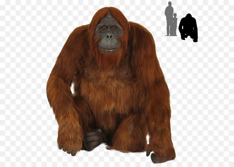 Bornean Orangotango，Chimpanzé PNG
