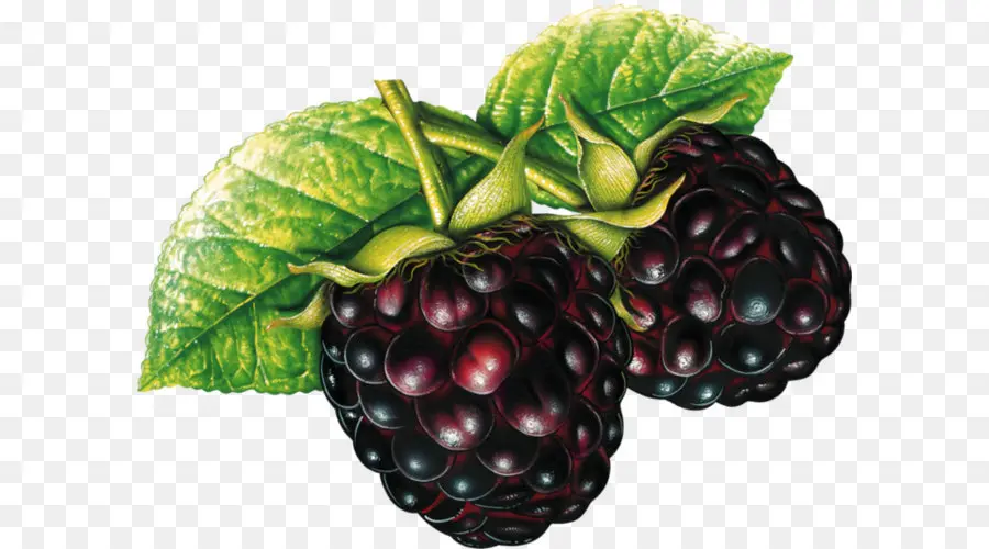 Frutas，Blackberry PNG