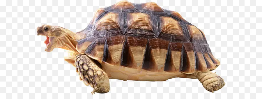 Turtle，Tartaruga Shell PNG