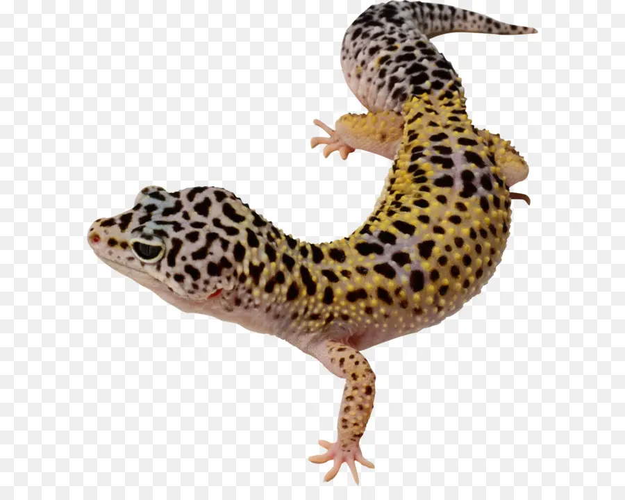 Comum Leopard Gecko，Leopard PNG