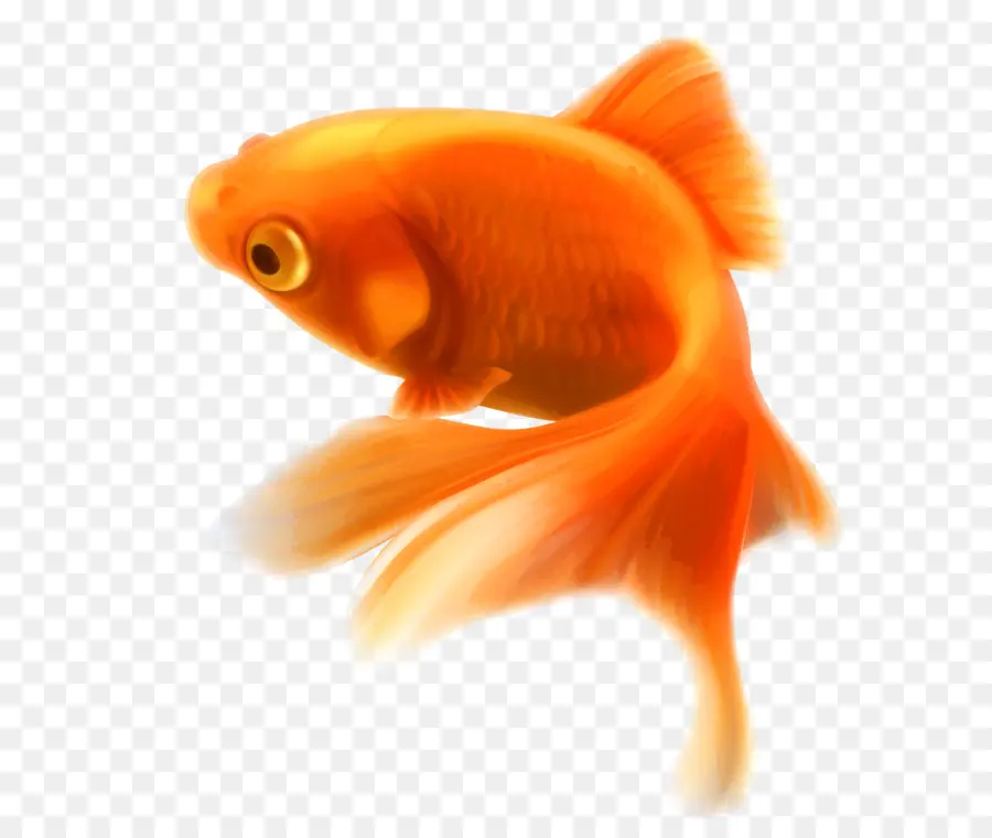 Peixinho，Peixe PNG