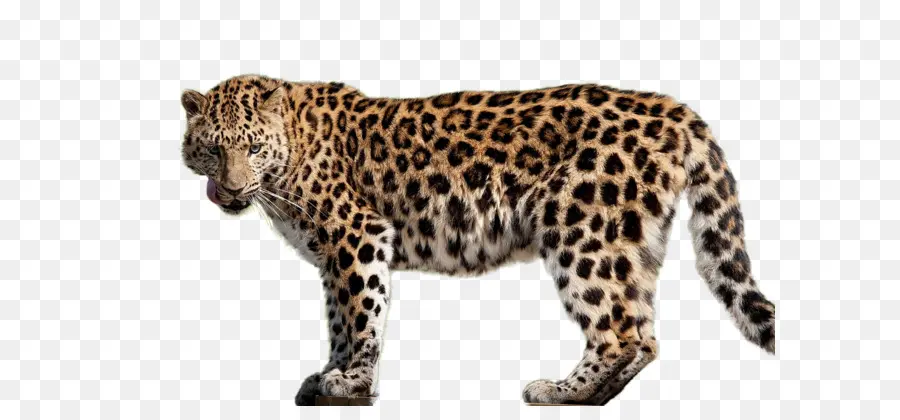 Jaguar，Amur Leopardo PNG